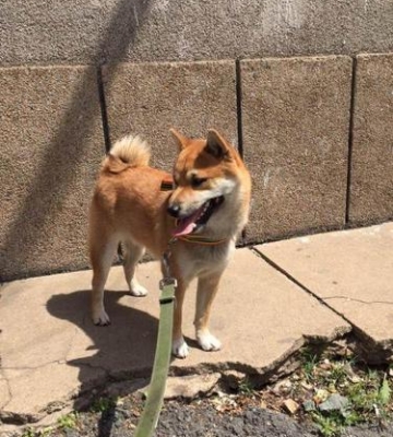 公柴犬训练