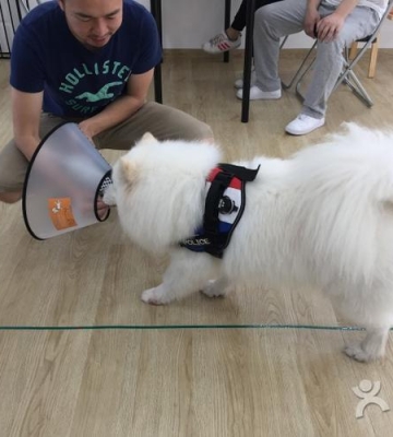 西宁市宠物训练