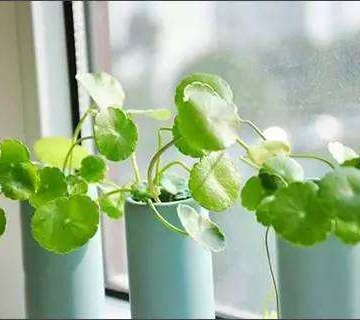 绿植秋天养护注意事项