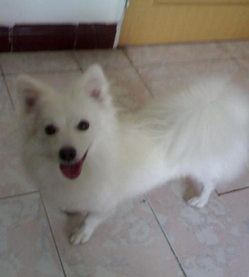 训练银狐幼犬大小便