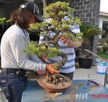 裸根松树怎么栽培