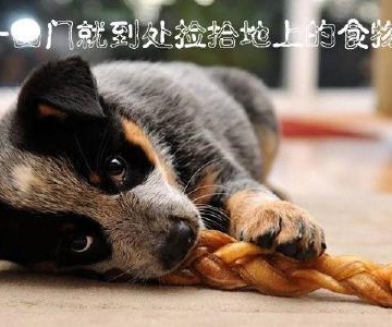 狗狗老喜欢在外面捡东西吃怎么办
