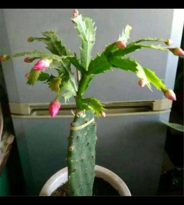 盆栽嫁接植物的方法