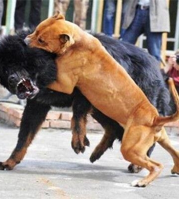 比特犬怎么训练温顺