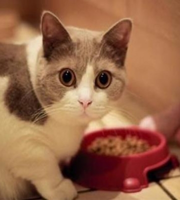 小猫应激反应不吃东西