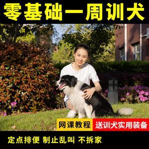 大型狗训练视频教程