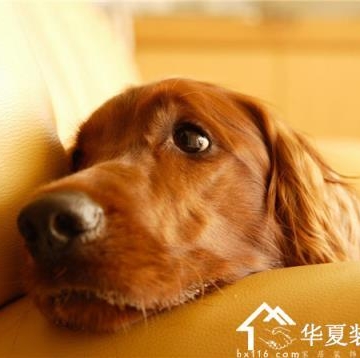 狗狗胃炎能吃点儿什么东西