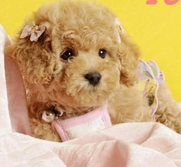 喂养泰迪犬家中必备的东西-淘狗网