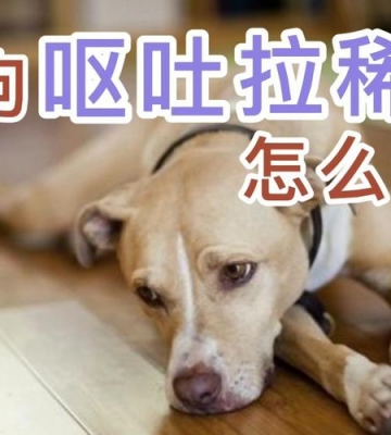 自己的狗老是吐东西怎么办