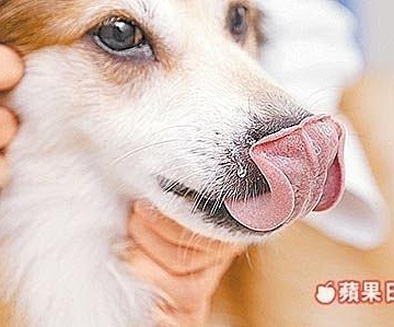 狗狗咳嗽要吃东西