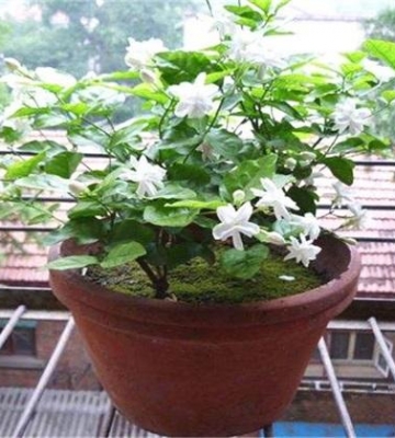 末莉栽培和养殖方法