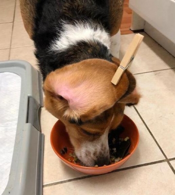 训练狗狗吃饭
