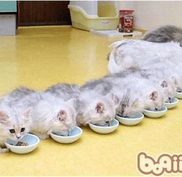 猫生产需要准备什么东西