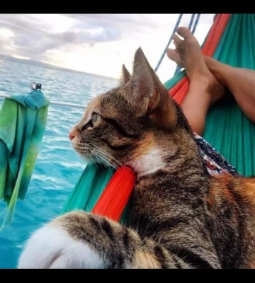 带猫旅游要准备什么东西吗