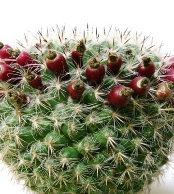 仙人球的养植及注意事项