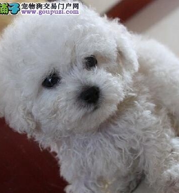 3岁比熊犬不吃东西怎么办