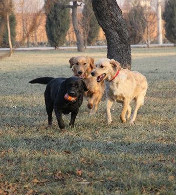 怎么样训练金毛寻回犬