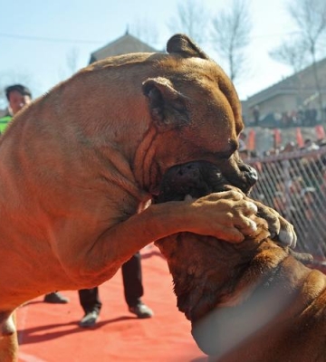 怎样训练斗犬