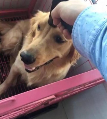 金毛喜欢乱咬东西怎么办