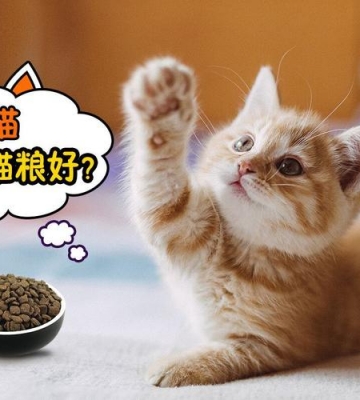 产猫吃什么东西