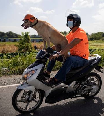 如何训练狗狗做摩托车