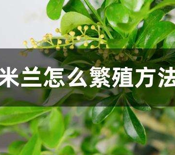 盆栽米兰的繁殖方法