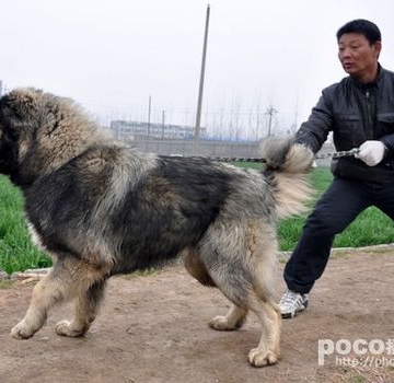 高加索怎么训练性格