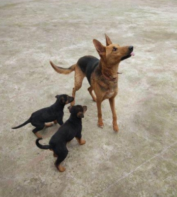 如何训练昆明犬打猎