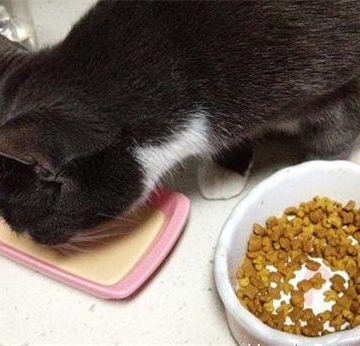 小猫肠炎之后不吃东西