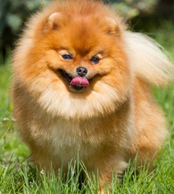 博美犬夏天不爱吃东西怎么办