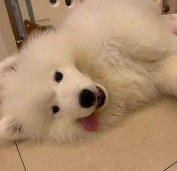 萨摩咬家中东西怎么办