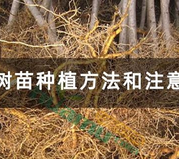 拉树苗要注意事项