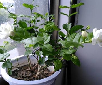 盆栽茉莉养殖方法
