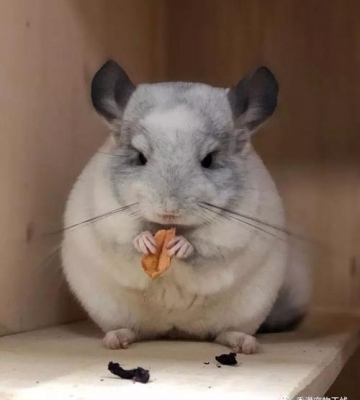 龙猫吃不了东西怎么办