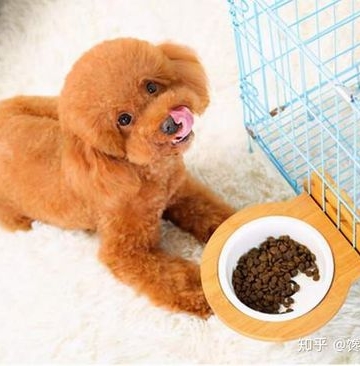 小狗不吃东西 拉稀怎么办