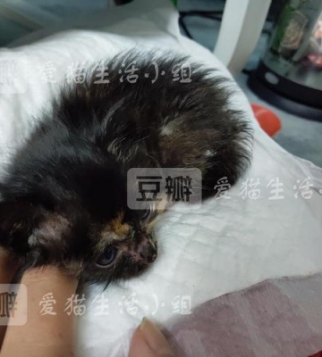 猫拉肚子黑色的东西怎么办