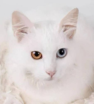 猫过了发情期 掉毛 喝水多 不怎么