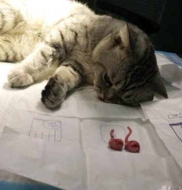 绝育后公猫不吃东西
