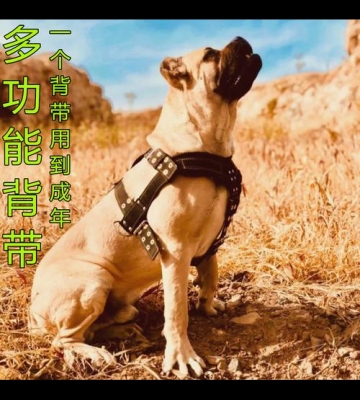 河南比特犬训练用品