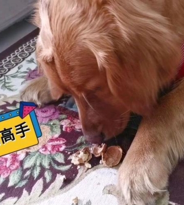 金毛吃东西吐白沫