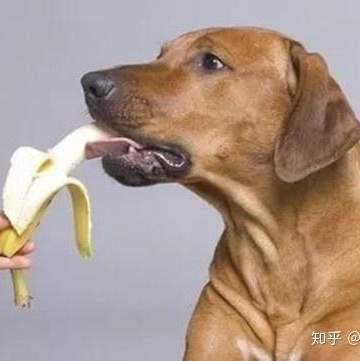 狗狗不吃东西拉不出来怎么办