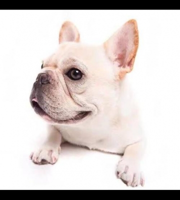 法国斗牛犬不吃东西还拉稀怎么办