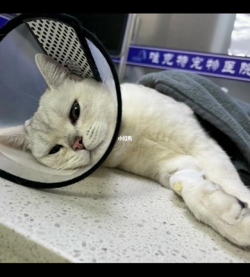 手术后的猫不吃东西