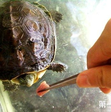 过冬后乌龟不吃东西