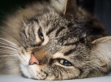 猫突然不爱吃东西耳朵发热