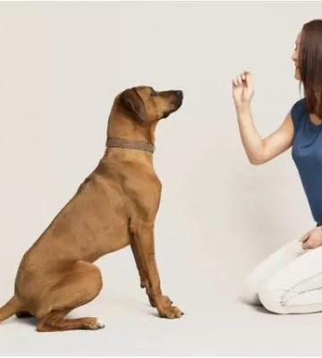 怎样训练幼犬坐下