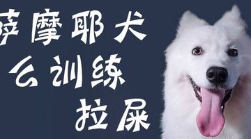 两个月大狗狗怎么训练大小便