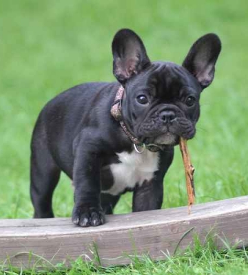 法斗犬怎样训练