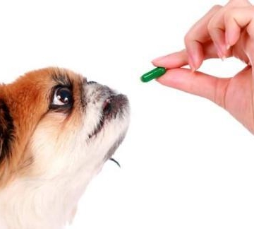 小狗有肠炎不吃东西了怎么办