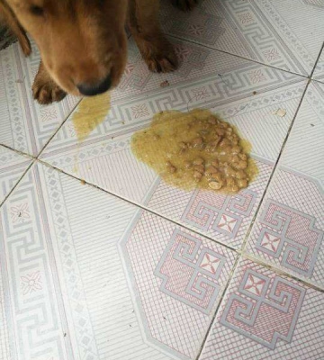 狗狗细小恢复期吃东西就吐